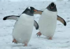 dancing penguins.png