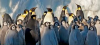 herd of penguins.png