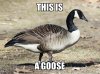 this is a goose.jpg