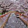 Cherry Blossoms Kyoto, Japan.jpg