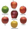 Apples.jpeg