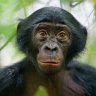 Bonobas